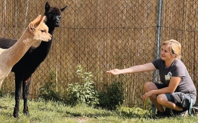Lama Alpaka – Farmapark u Toma